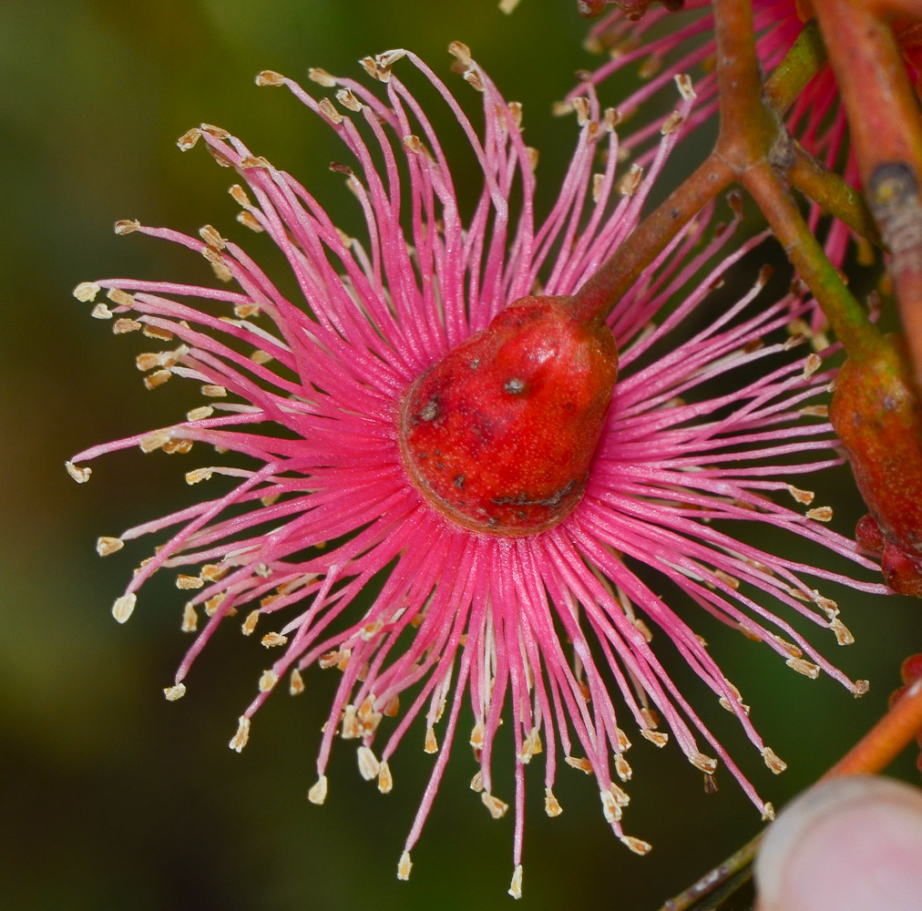 Image of Eucalyptus torquata specimen.