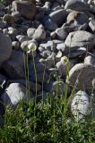 Papaver involucratum