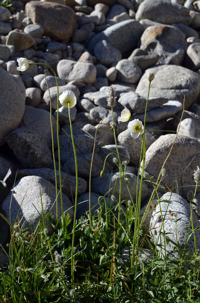 Изображение особи Papaver involucratum.