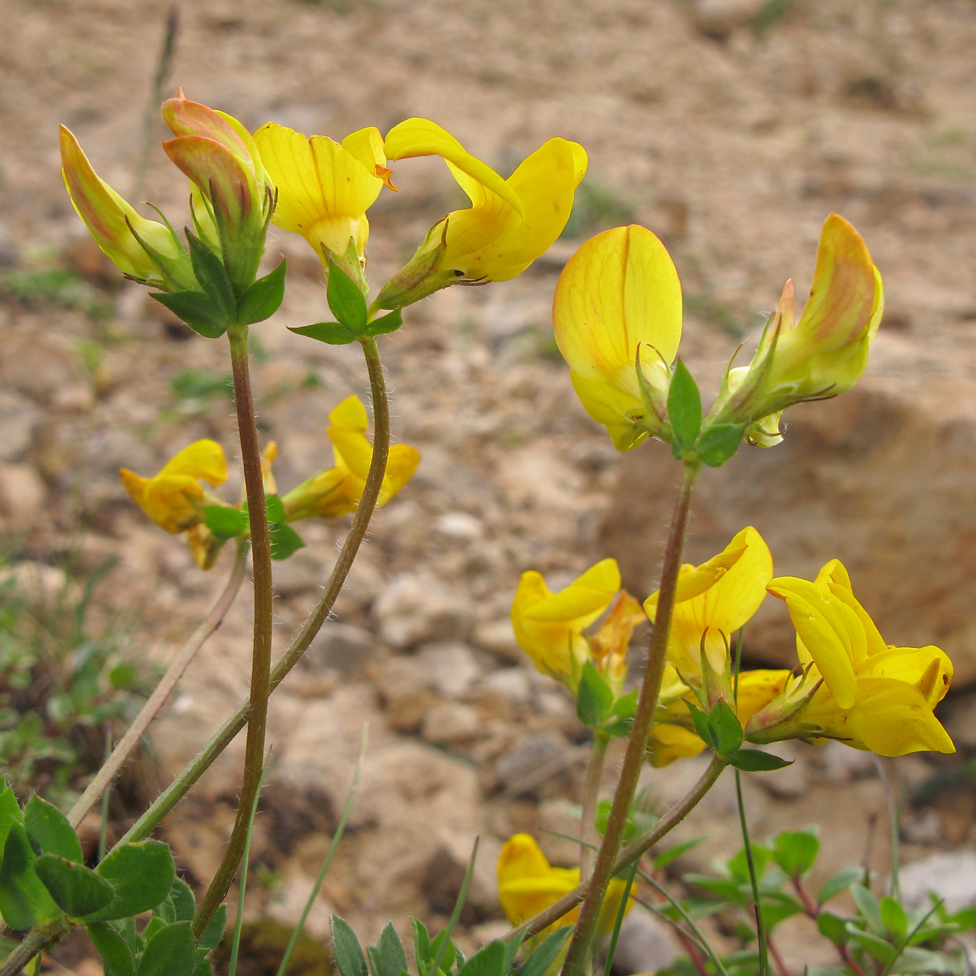 Image of Lotus caucasicus specimen.