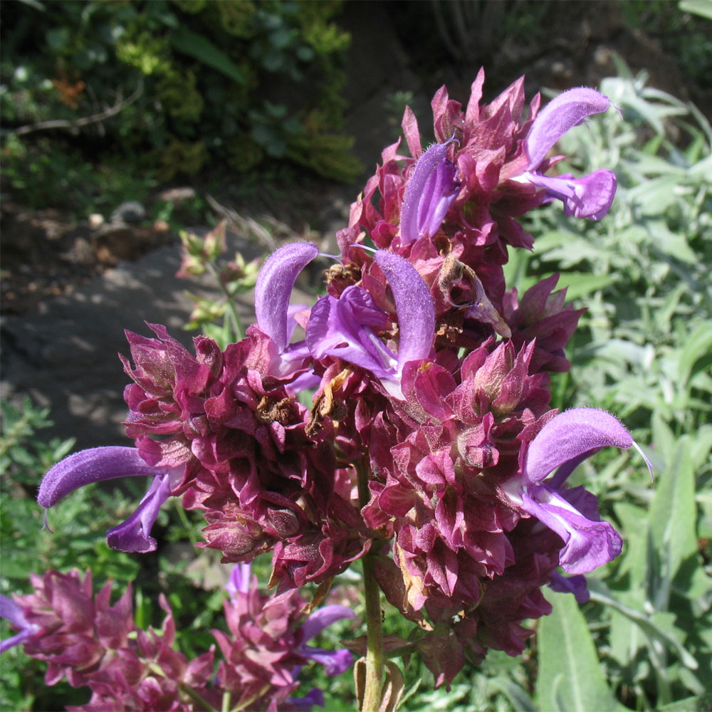 Изображение особи Salvia canariensis.