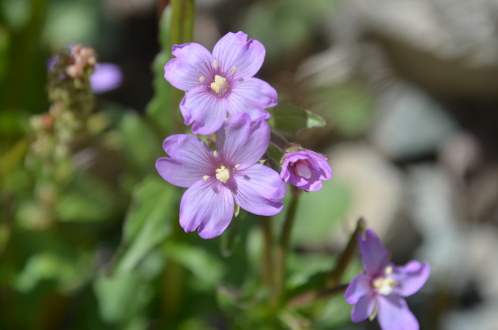 Изображение особи род Epilobium.