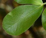 Schotia latifolia