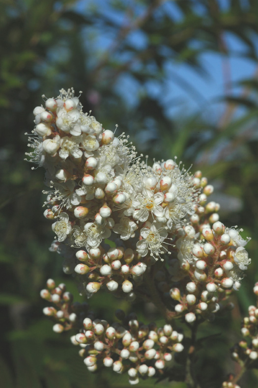 Image of Sorbaria sorbifolia specimen.