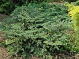 Picea × mariorika