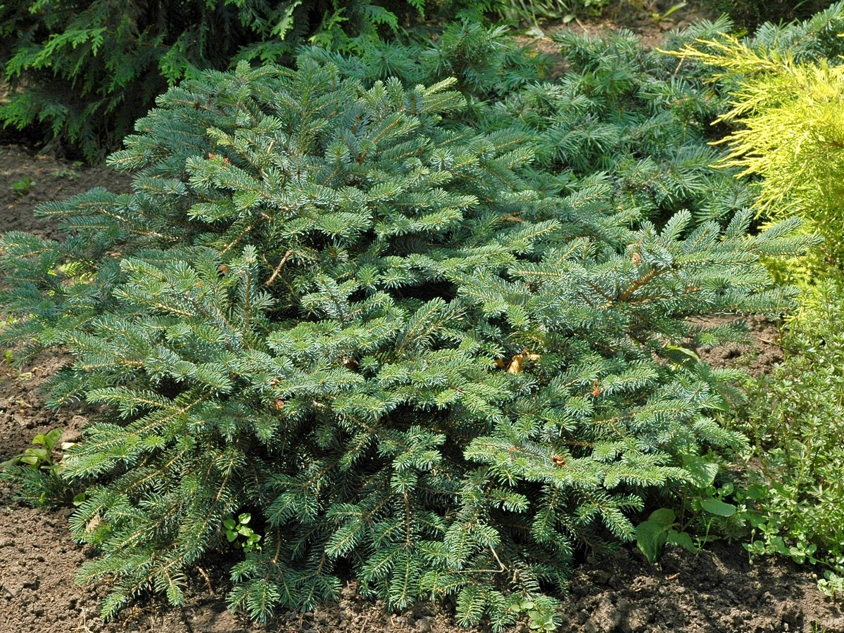 Image of Picea &times; mariorika specimen.
