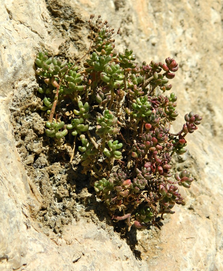 Image of genus Sedum specimen.