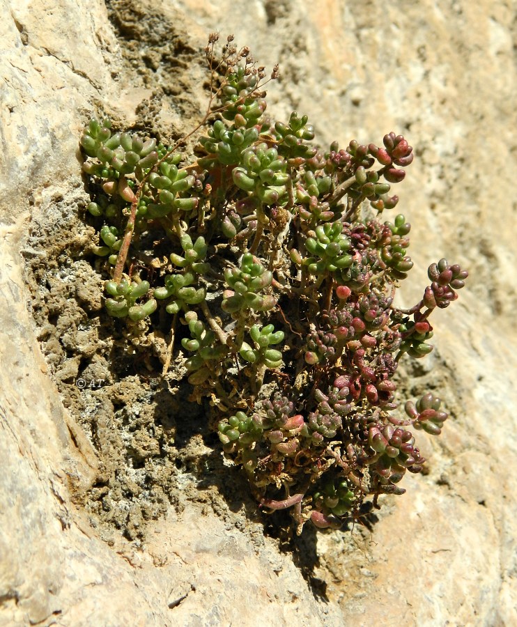 Изображение особи род Sedum.