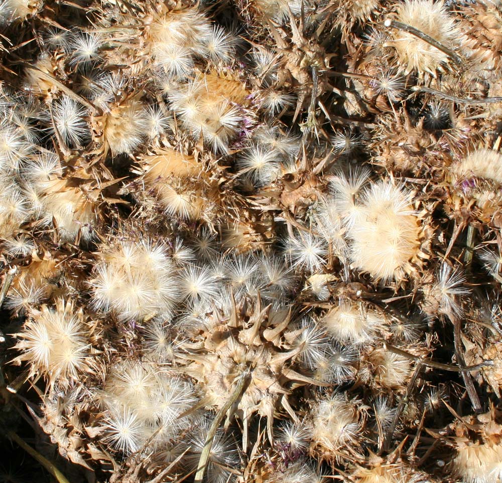 Image of Silybum marianum specimen.