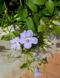 Thunbergia laurifolia