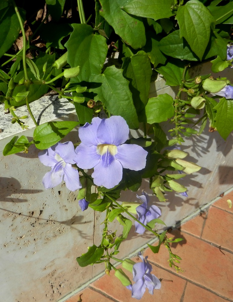 Image of Thunbergia laurifolia specimen.