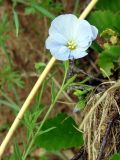 Linum komarovii. Верхушка побега с цветком. Якутия (Саха), Алданский р-н, окр. пос. Тобук, берег р. Алдан. 16.06.2012.