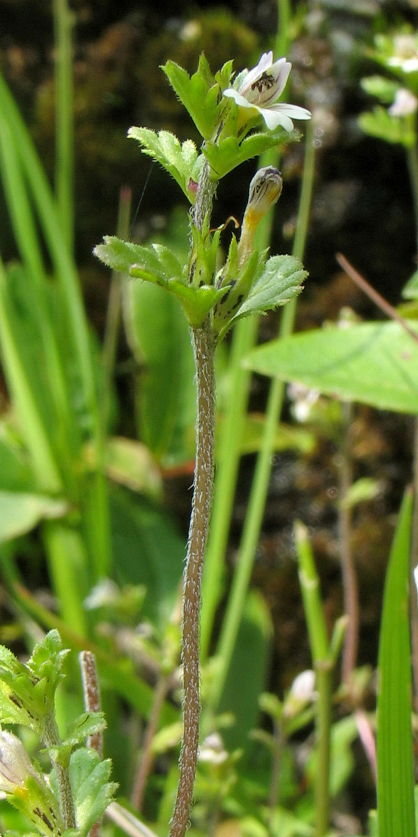 Изображение особи Euphrasia wettsteinii.