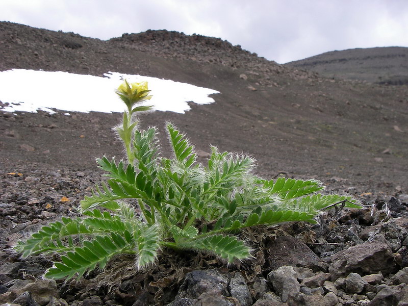 Изображение особи Novosieversia glacialis.