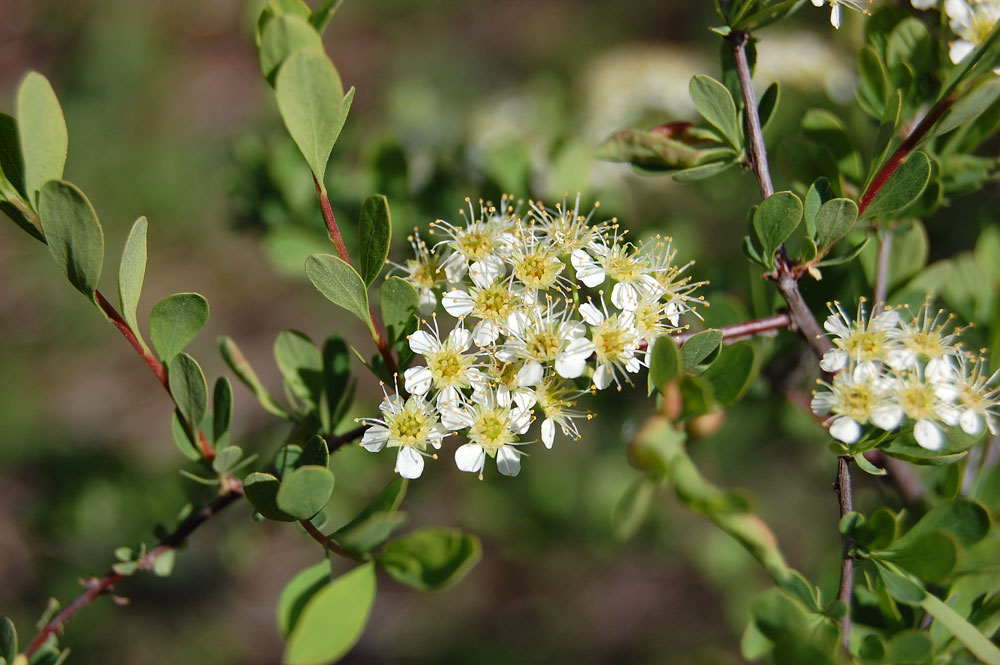 Image of Spiraea hypericifolia specimen.