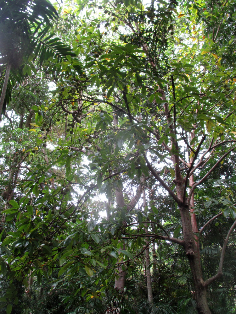 Image of Dillenia indica specimen.