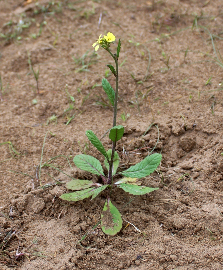 Изображение особи Rapistrum rugosum.