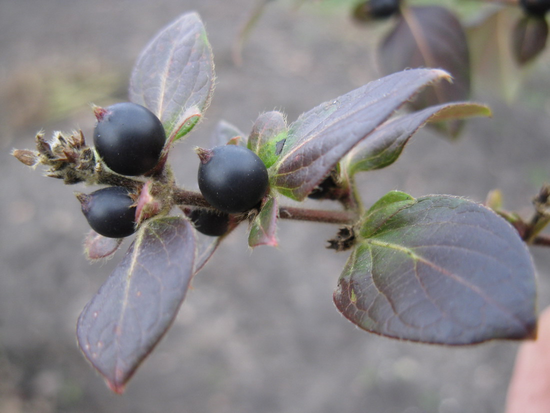 Image of Lonicera japonica specimen.