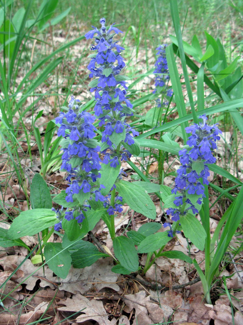 Image of Ajuga genevensis specimen.