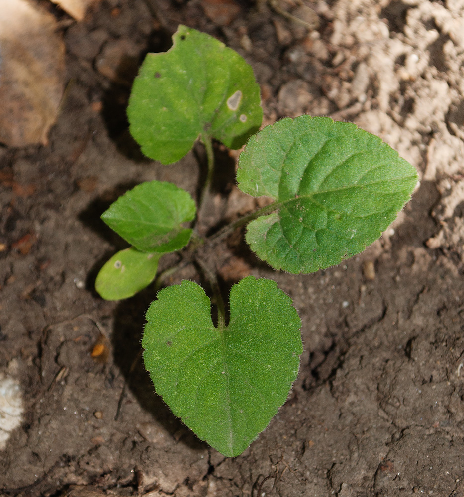 Image of Viola collina specimen.