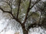 Schinus molle. Часть кроны цветущего дерева. Израиль, Шарон, пос. Кфар Шмариягу, в культуре во дворе. 25.01.2015.
