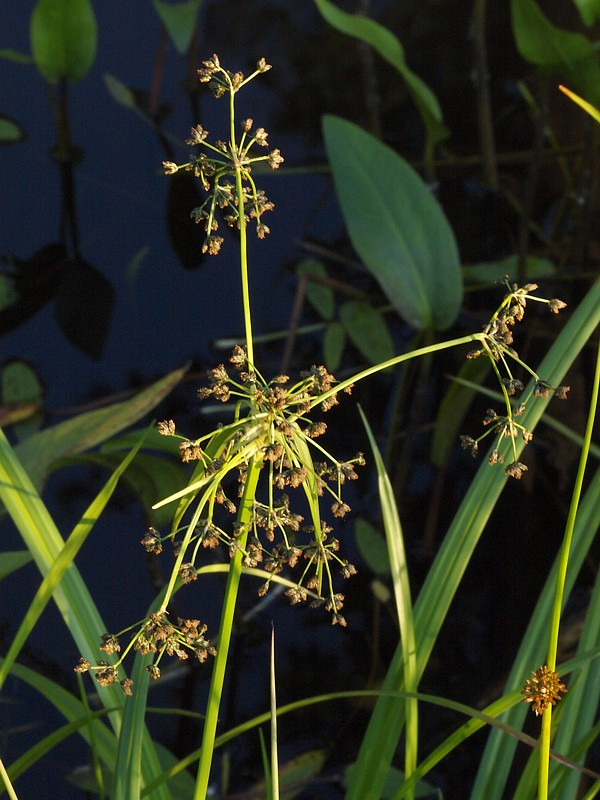 Image of Scirpus sylvaticus specimen.