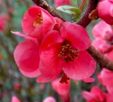 Chaenomeles speciosa