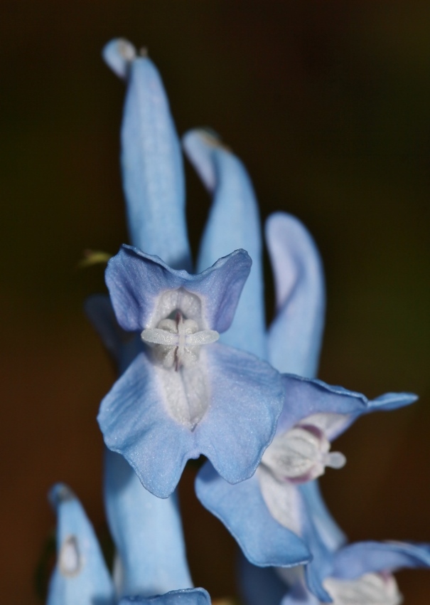 Image of Corydalis fumariifolia specimen.