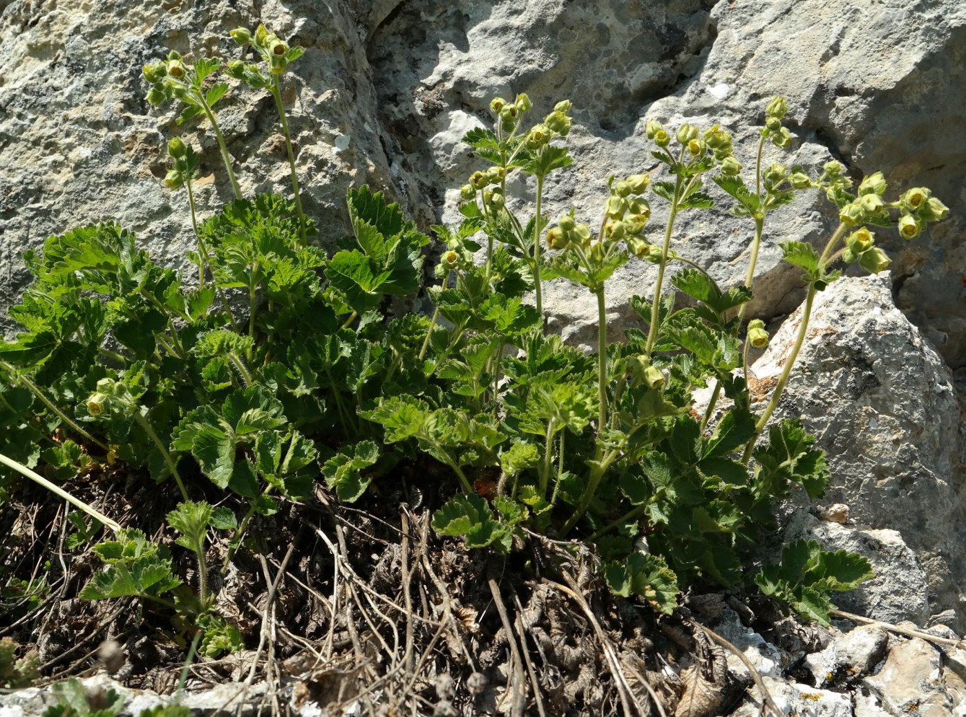 Изображение особи Potentilla geoides.