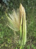 Tragopogon porrifolius