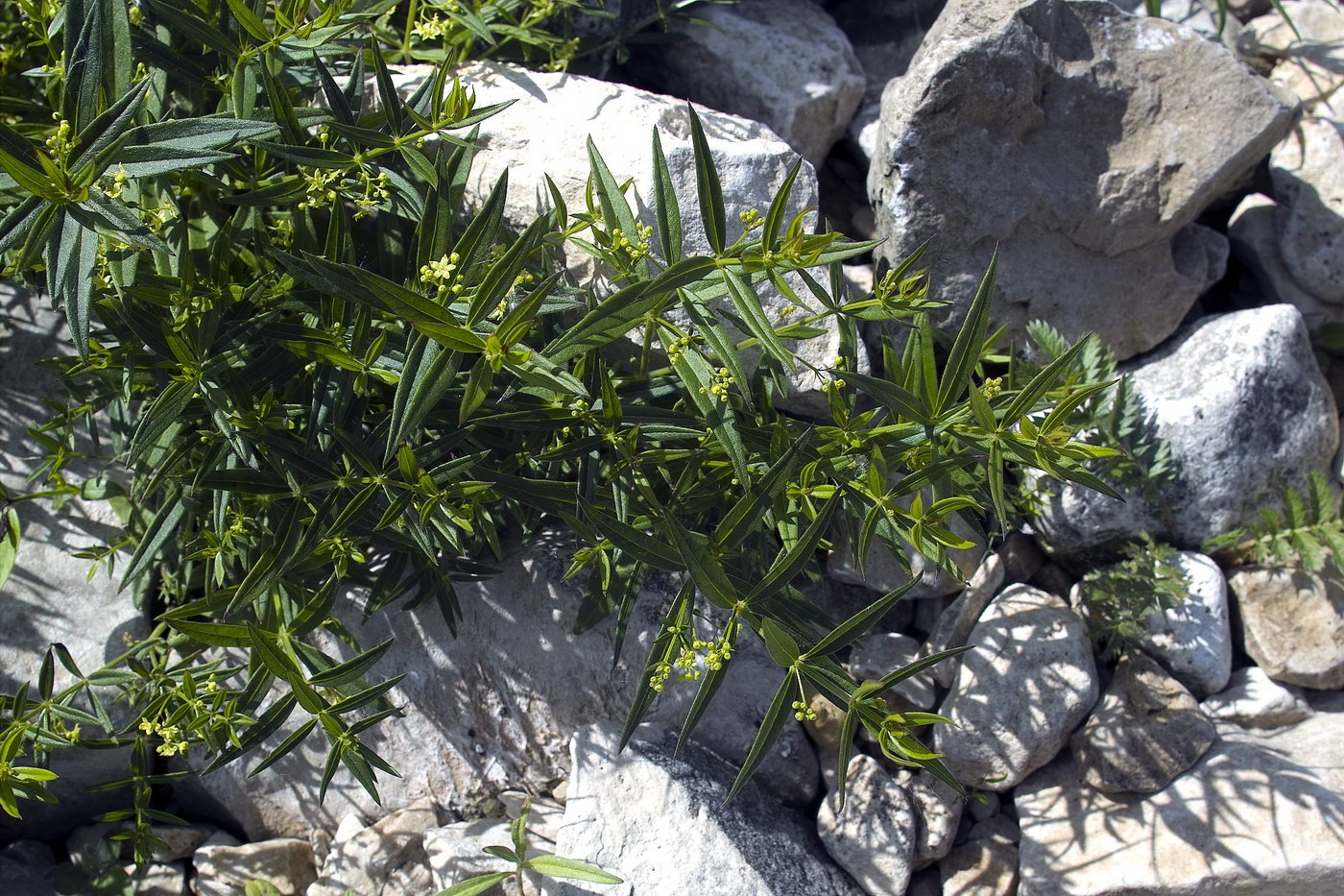 Image of Rubia tatarica specimen.