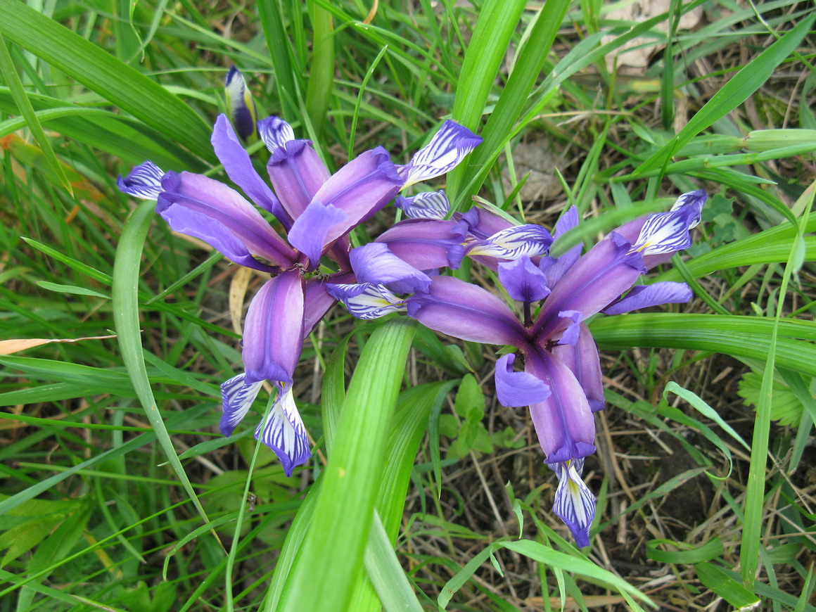 Image of Iris graminea specimen.