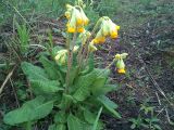 Primula macrocalyx