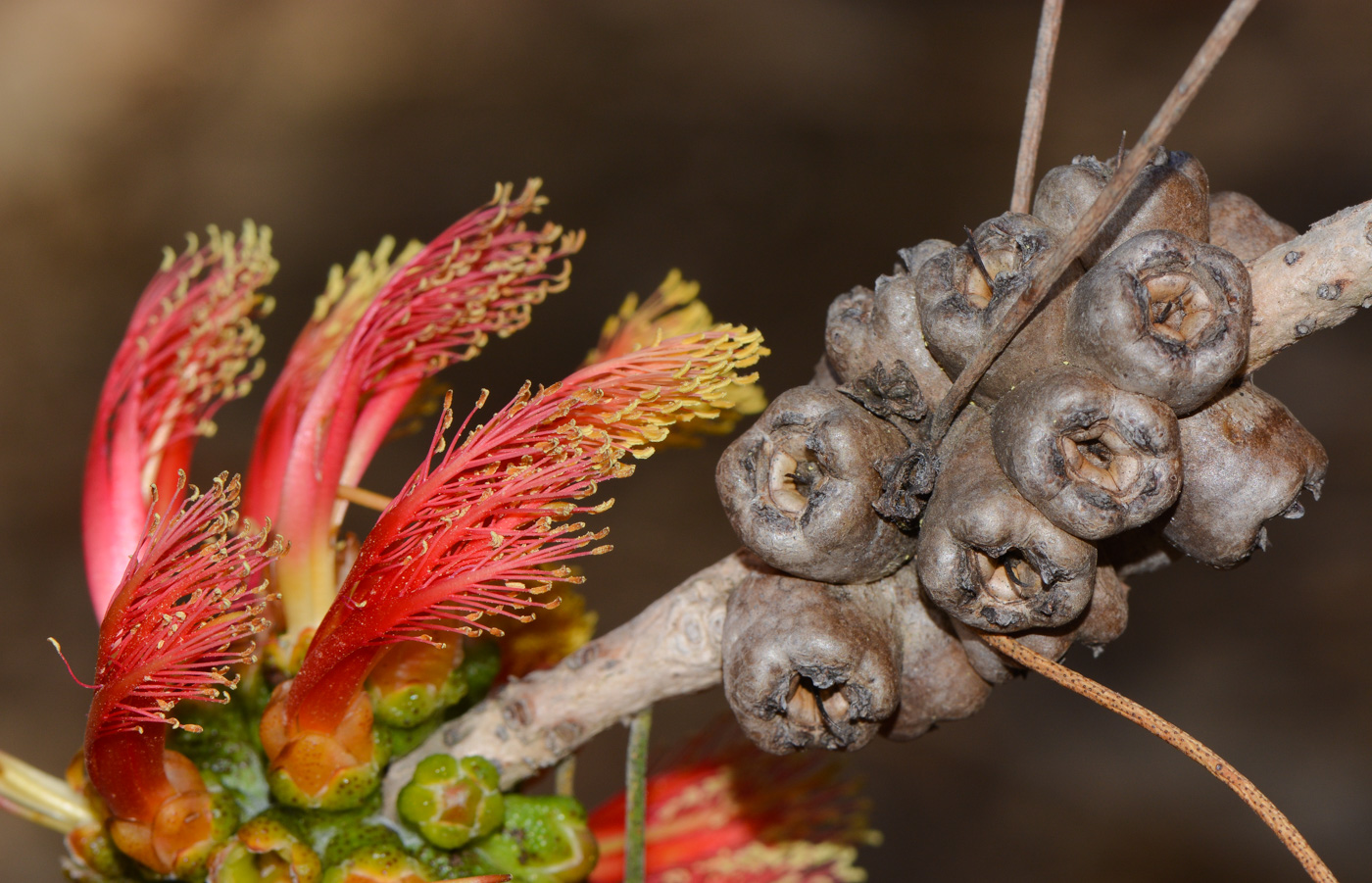 Image of Calothamnus gilesii specimen.