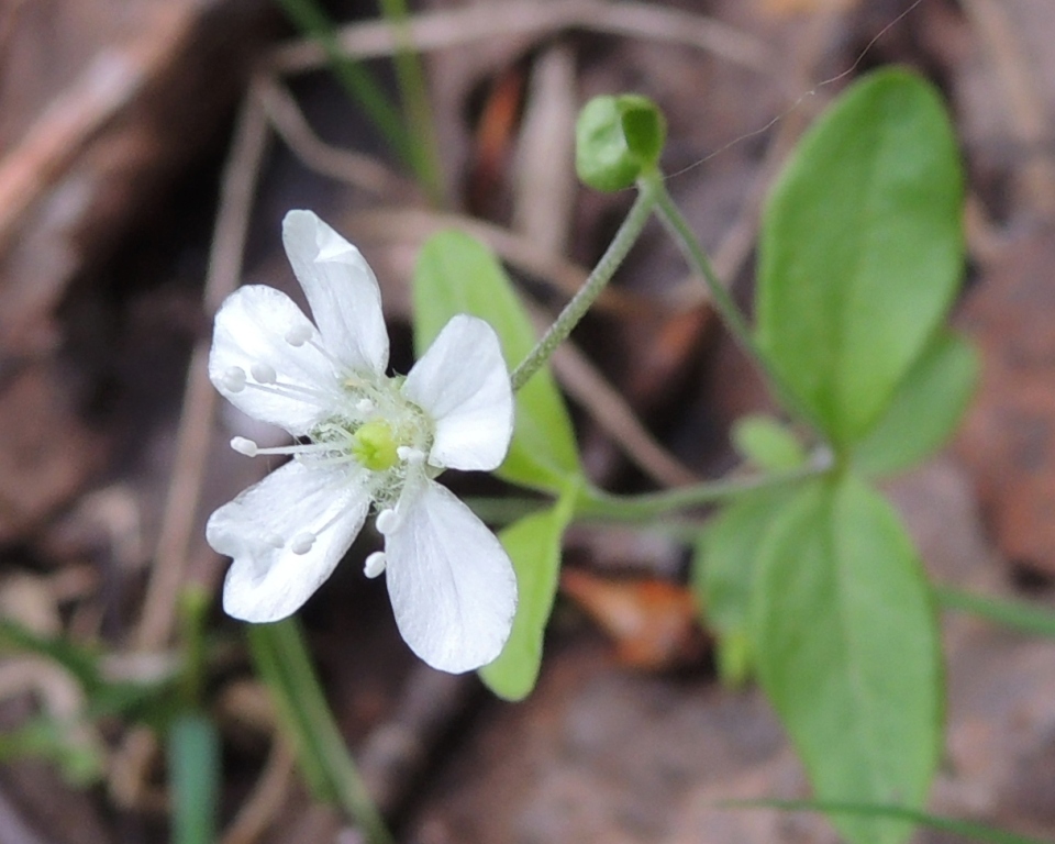 Image of Moehringia lateriflora specimen.
