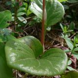 Pyrola rotundifolia