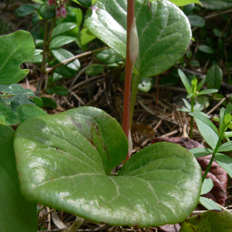 Изображение особи Pyrola rotundifolia.