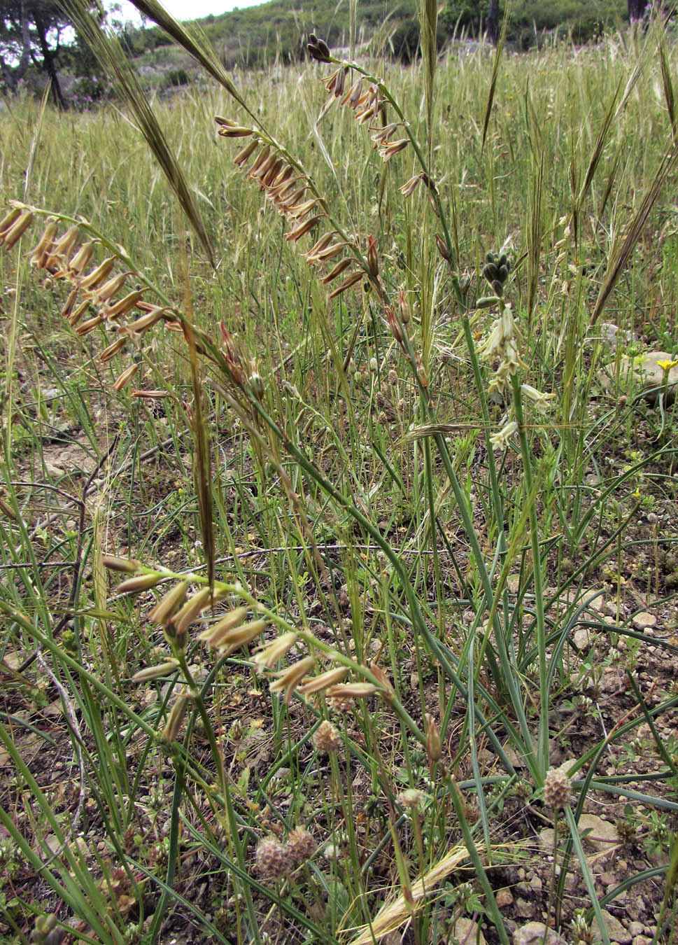Изображение особи Dipcadi serotinum.