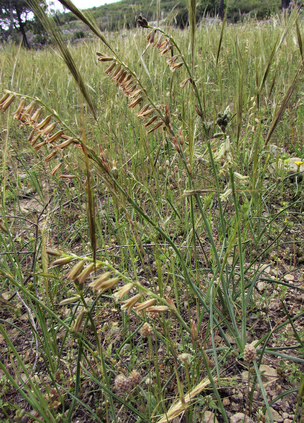 Image of Dipcadi serotinum specimen.