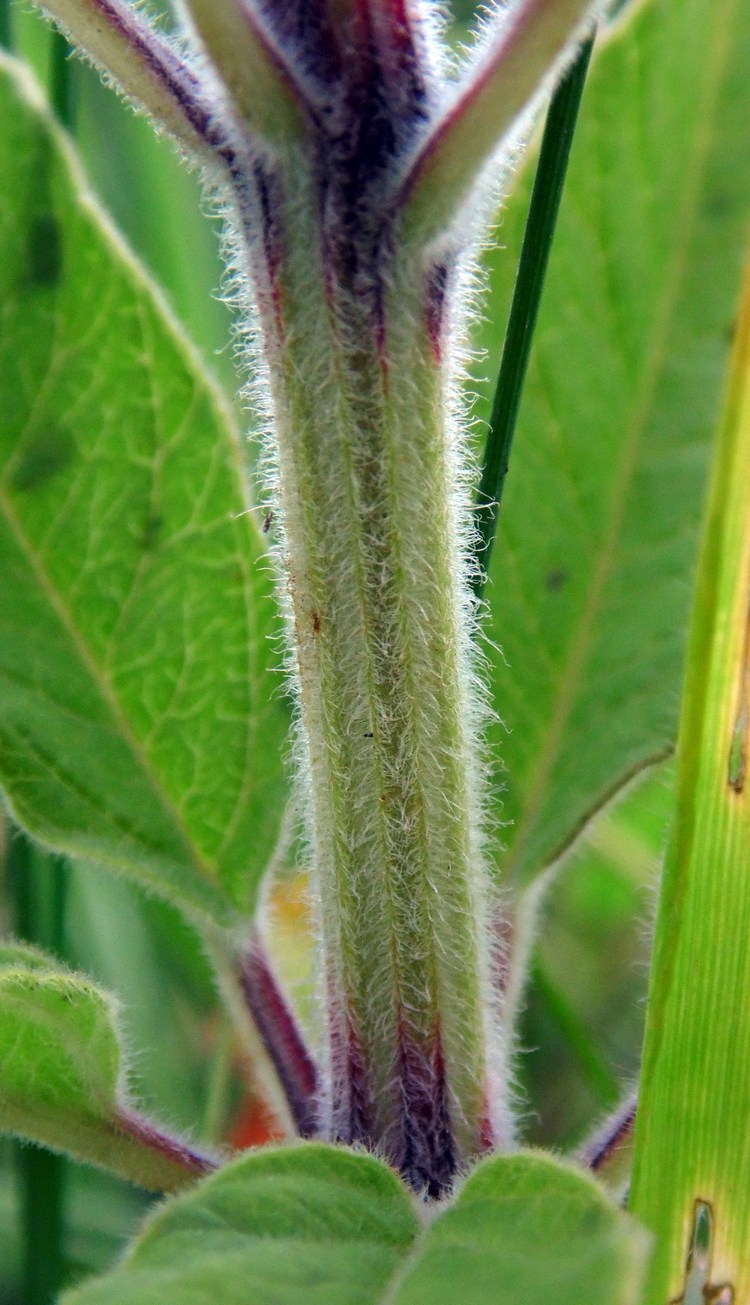 Image of Lysimachia verticillaris specimen.