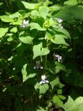 Viola acuminata