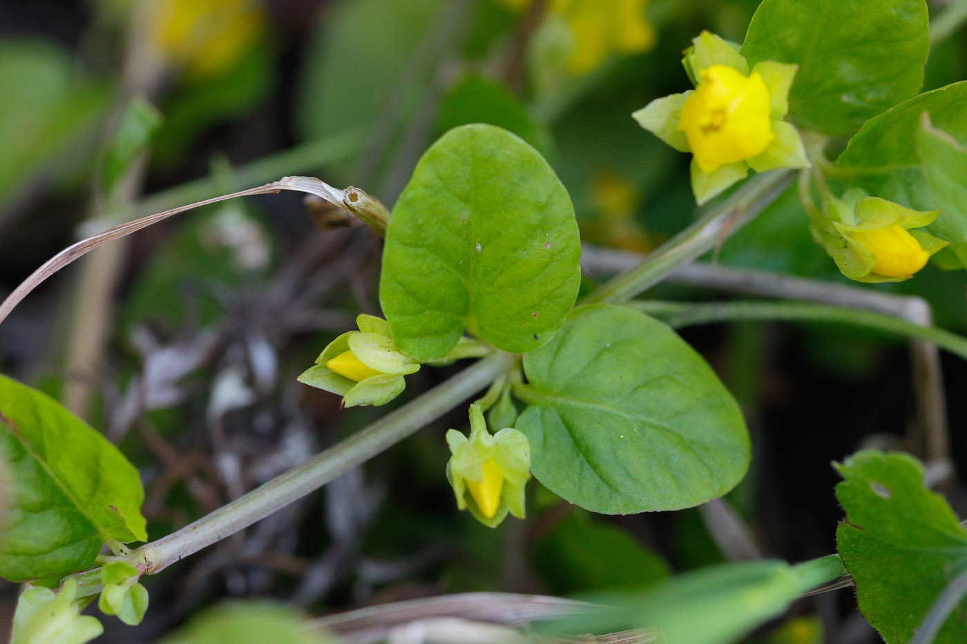 Изображение особи Lysimachia nummularia.