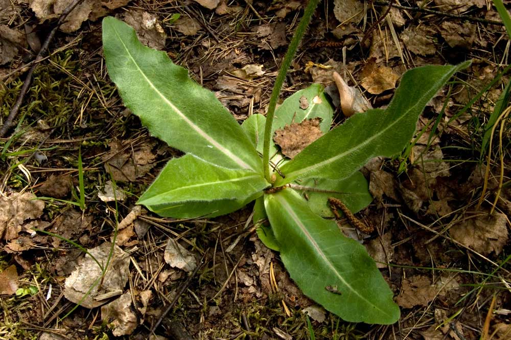 Изображение особи Trommsdorffia maculata.