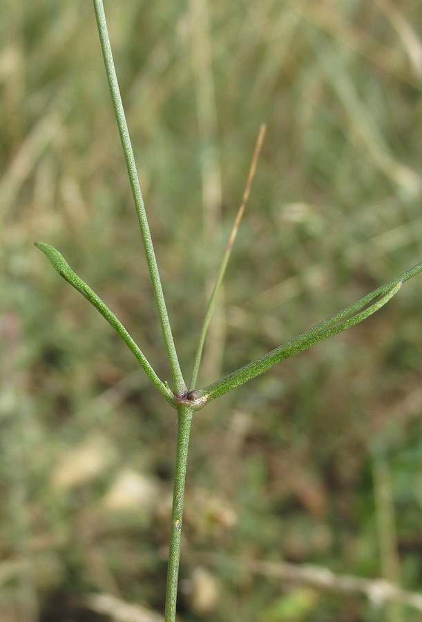 Image of Psammophiliella muralis specimen.