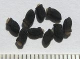 Nonea lutea