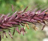 Hordeum violaceum. Часть соцветия. Кабардино-Балкария, Эльбрусский р-н, долина р. Ирик, ок. 2200 м н.у.м., у ручья. 13.07.2016.