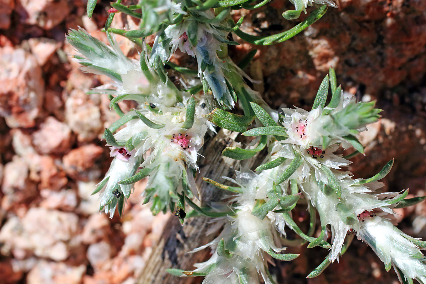 Изображение особи Polygonum paronychioides.