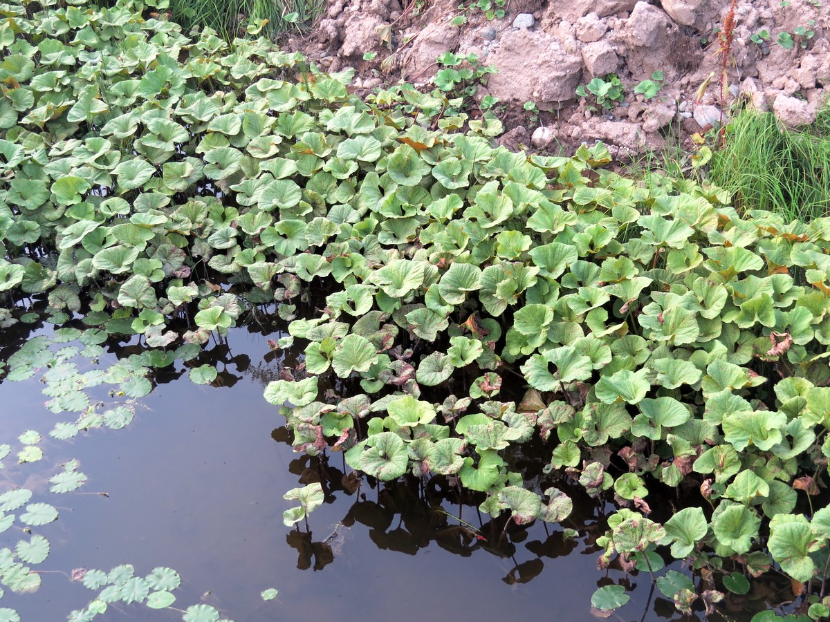 Изображение особи Petasites radiatus.