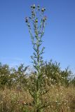 Cirsium vulgare