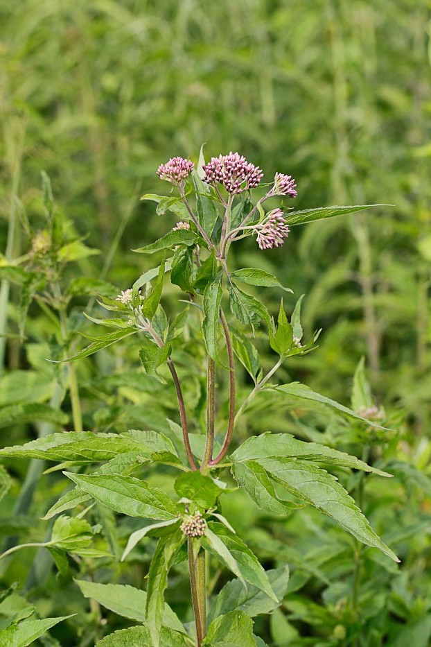 Изображение особи Eupatorium cannabinum.